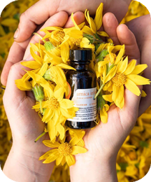 Arnica Oil