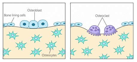 BioCal Bone Support-How Does it work.