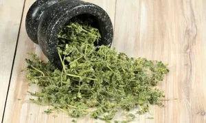 Epimedium & Tribulus Terrestris